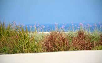 The violet flowers of the wild garlic (Lat. Tulbachia violacea) peep out from behind the grasses, giving off a delicate aroma. © egreen / ZinCo Flowering wild garlic on a roof